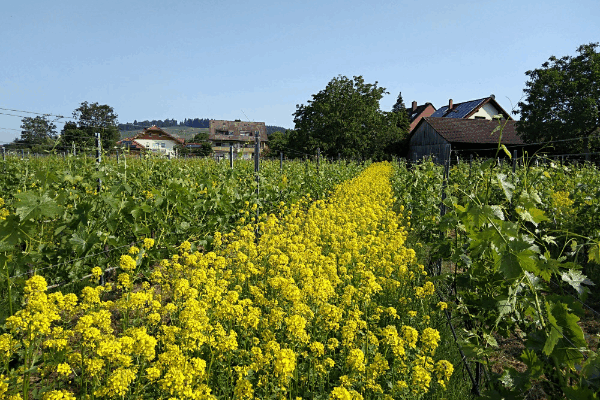 Bild 4 von Weingut Franz Xaver Hof
